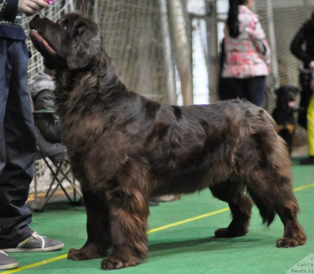 Фото: ньюфаундленд Джаконда