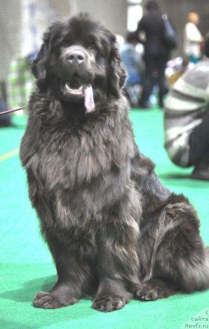 Фото: ньюфаундленд Джаконда