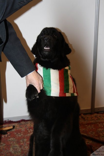 Фото: ньюфаундленд Юнона