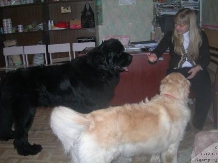 Фото: ньюфаундленд Акватория Келвин Импрессарио, голденретривер Лада, Катя - хозяйка Лады