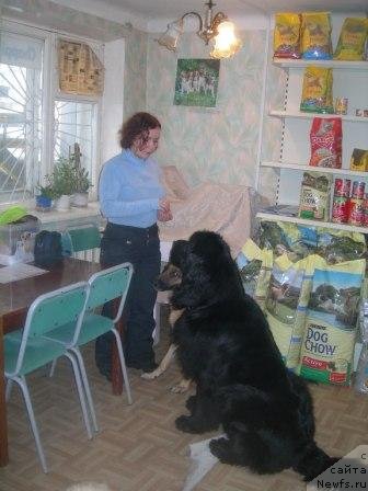 Фото: ньюфаундленд Акватория Келвин Импрессарио