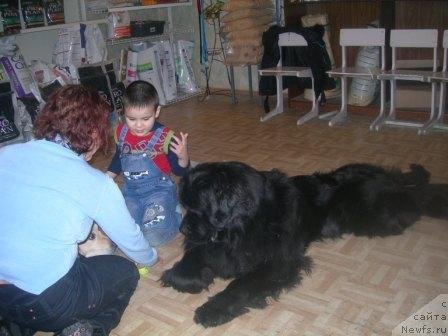 Фото: ньюфаундленд Акватория Келвин Импрессарио, Ян