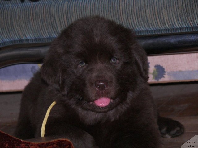 Фото: ньюфаундленд Фанньюф Аурика Абиссиния