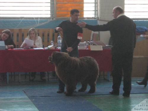 Фото: ньюфаундленд Диамонд