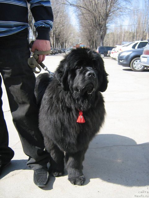 Фото: ньюфаундленд Ди-Ди (Di-Di)