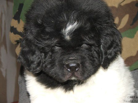 Фото: ньюфаундленд Плюшевая Панда Ты Мой Каприз (Plushevaya Panda Ty Moj Kapriz)