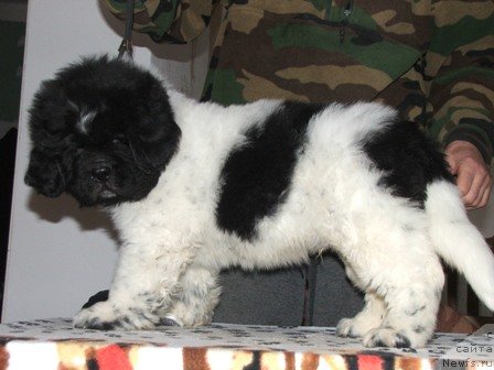 Фото: ньюфаундленд Плюшевая Панда Ты Мой Каприз (Plushevaya Panda Ty Moj Kapriz)