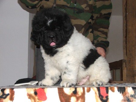 Фото: ньюфаундленд Плюшевая Панда Ты Мой Каприз (Plushevaya Panda Ty Moj Kapriz)