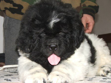 Фото: ньюфаундленд Плюшевая Панда Ты Мой Каприз (Plushevaya Panda Ty Moj Kapriz)