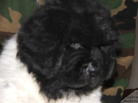 Фото: ньюфаундленд Плюшевая Панда Тодес (Plushevaya Panda Todes)