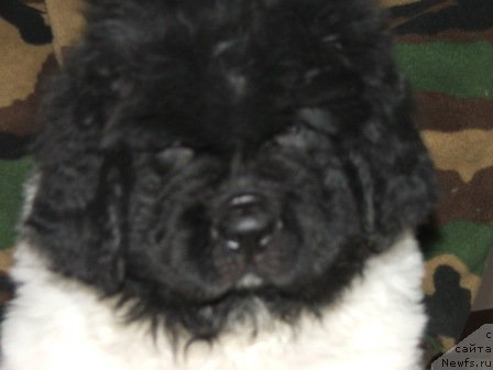 Фото: ньюфаундленд Плюшевая Панда Тодес (Plushevaya Panda Todes)