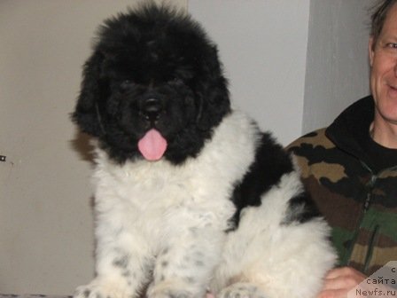 Фото: ньюфаундленд Плюшевая Панда Тодес (Plushevaya Panda Todes)