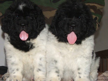 Фото: ньюфаундленд Плюшевая Панда Тодес (Plushevaya Panda Todes)