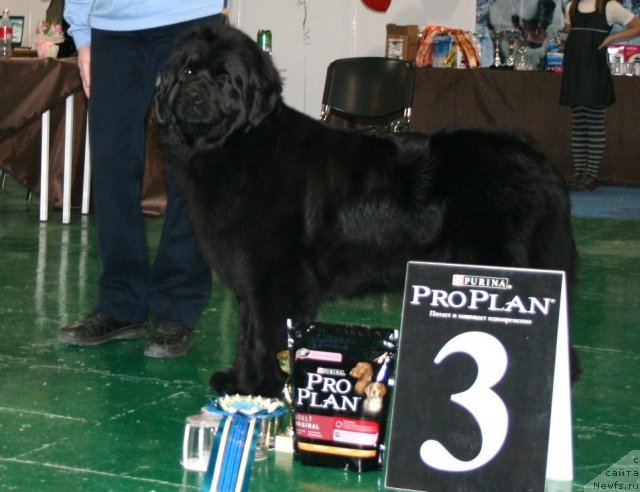 Фото: ньюфаундленд Фиаметтахауз Монако Принцесс (Fiamettahauz Monaco Princess)