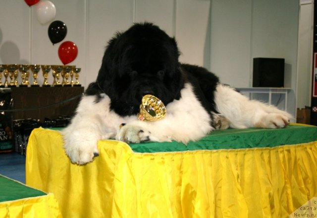 Фотография № 61341