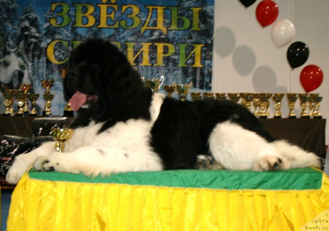 Фото: ньюфаундленд Chatkantarra Taro