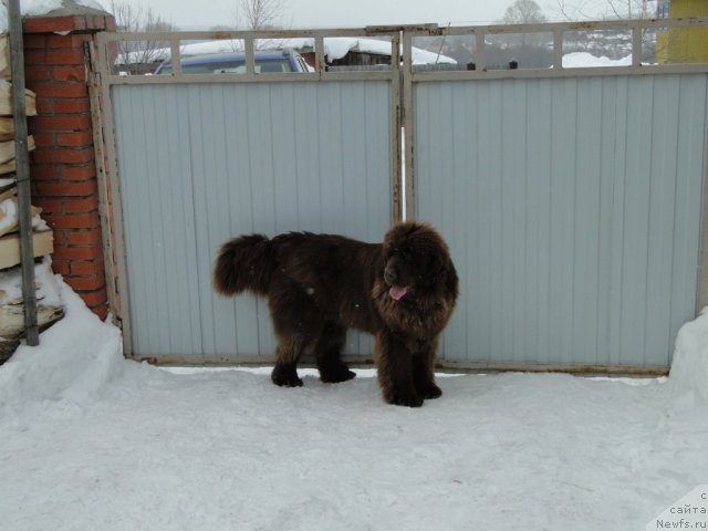 Фото: ньюфаундленд Бархатка Роскошная