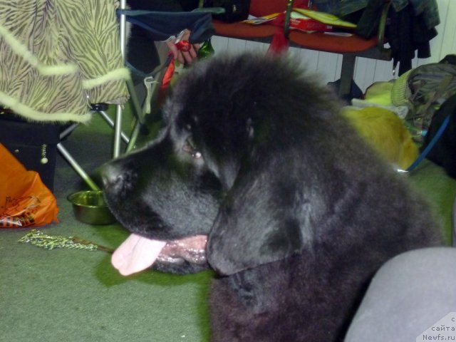 Фотография № 61346