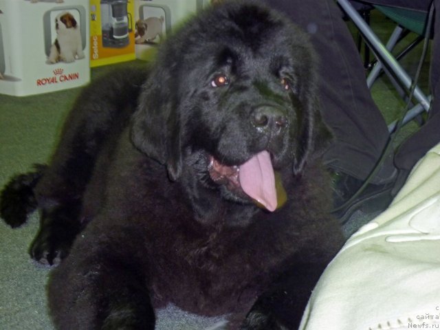 Фотография № 61347