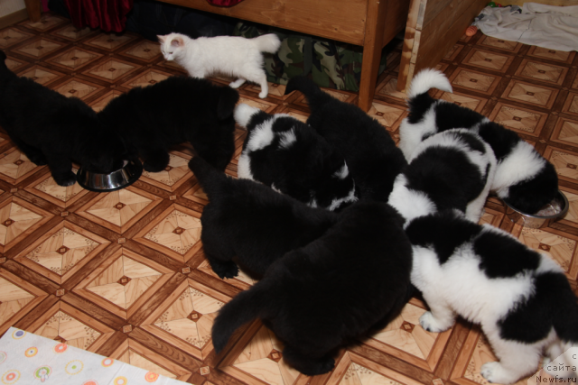 Фото: щенки от, ньюфаундленд Neverine's Earthquaker, ньюфаундленд Топтыжка Сияние от Айсберга