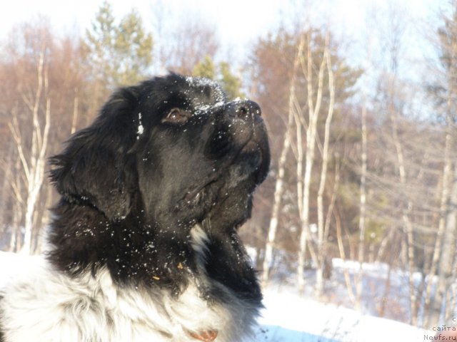 Фото: ньюфаундленд Аквиан Сонг Зест Бьютифул (Akvian Song Zest Beautiful)