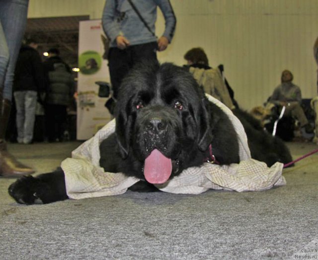 Фотография № 61356