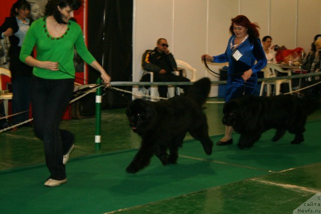 Фото: ньюфаундленд Потап Юнитер, ньюфаундленд Only For You Tender Ebony