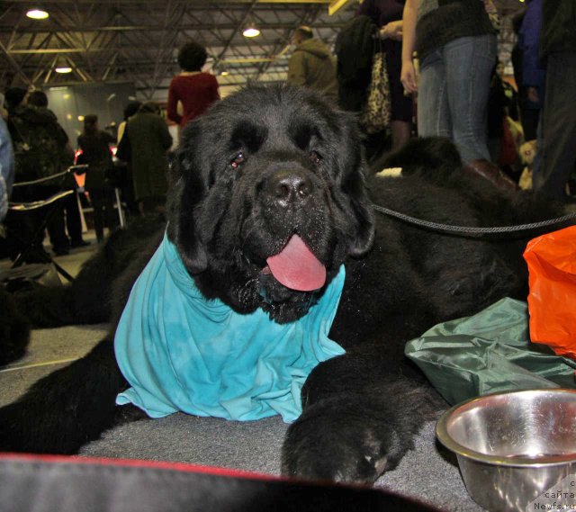 Фото: ньюфаундленд Арк Велес