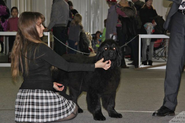Фото: ньюфаундленд Виолетт Грэйс Оф Энджел