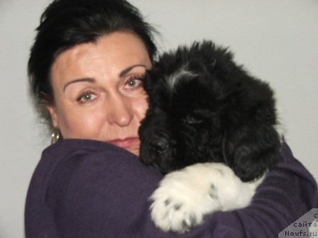 Фото: ньюфаундленд Плюшевая Панда Ты Мой Каприз (Plushevaya Panda Ty Moj Kapriz)