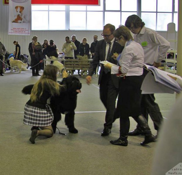 Фото: ньюфаундленд Арк Велес