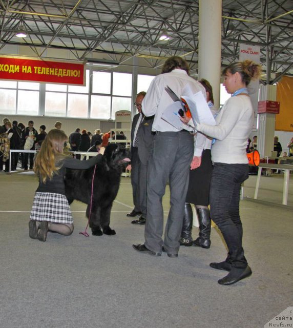 Фото: ньюфаундленд Альтаир Стайл