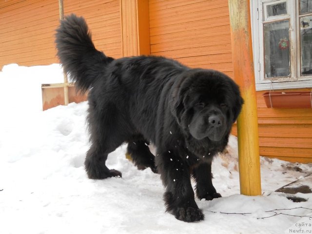Фото: ньюфаундленд Акватория Келвин Килиманджаро (Aquatoriya Kelvin Kilimandzharo)