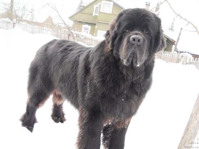 Фото: ньюфаундленд Акватория Келвин Килиманджаро (Aquatoriya Kelvin Kilimandzharo)