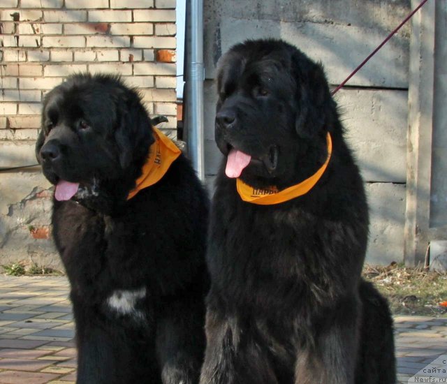 Фотография № 61383