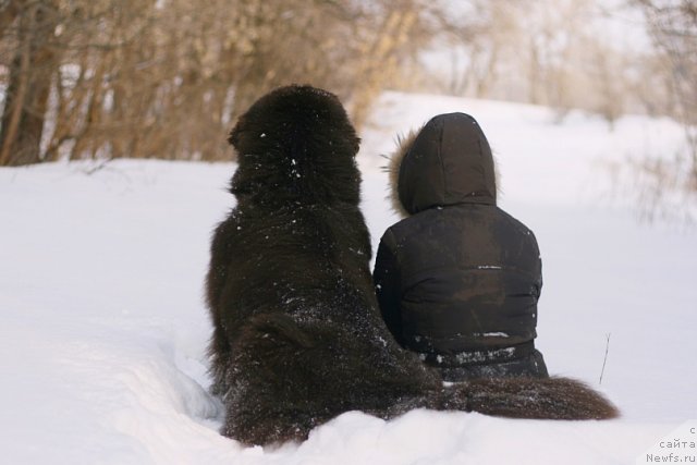 Фото: ньюфаундленд Лесная Сказка Королевский Медведь (Lesnaja Skazka Korolevskiy Medved), Светлана Самарцева