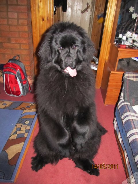 Фото: ньюфаундленд Их Высочество Владлена Маджикс