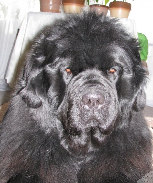 Фото: ньюфаундленд Иван Царевич из Тихого Омута (Ivan Tsarevich iz Tihogo Omuta)