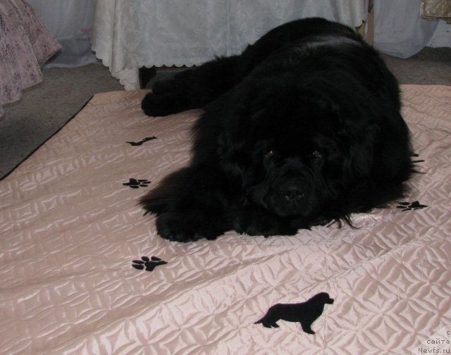 Фото: ньюфаундленд Иван Царевич из Тихого Омута (Ivan Tsarevich iz Tihogo Omuta)