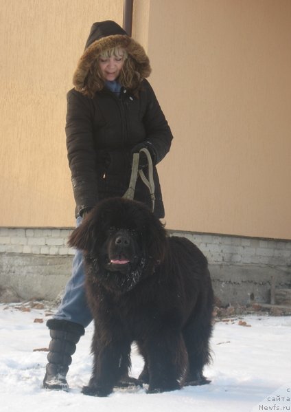 Фото: ньюфаундленд Лексус Гренд Босс (Lexus Grend Boss)