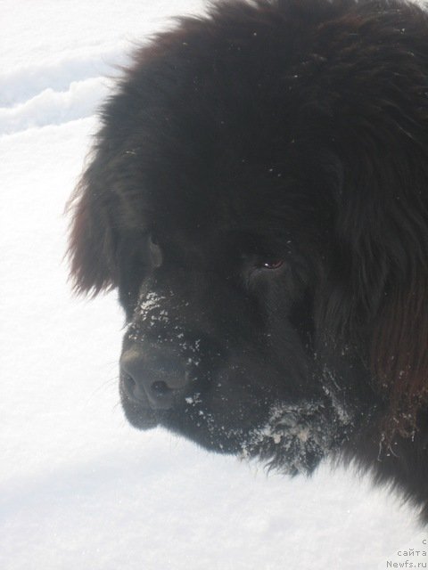 Фото: ньюфаундленд Лексус Гренд Босс (Lexus Grend Boss)