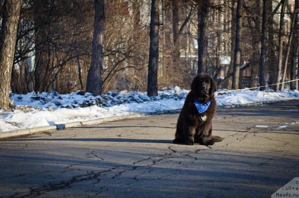 Фото: ньюфаундленд Акватория Келвин Онли Лав (Aquatoriya Kelvin Only Love)