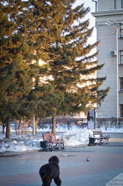 Фото: ньюфаундленд Акватория Келвин Онли Лав (Aquatoriya Kelvin Only Love)