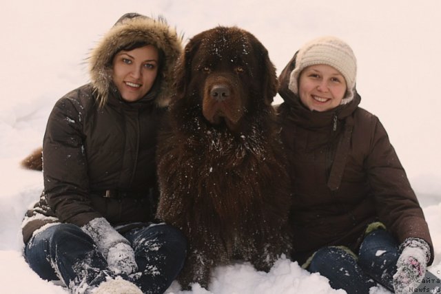 Фото: ньюфаундленд Лесная Сказка Королевский Медведь (Lesnaja Skazka Korolevskiy Medved), Светлана Самарцева