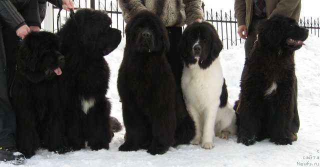 Фото: ньюфаундленд Ньюфорт Магия Любви, ньюфаундленд King of Helluland I'm Precious, ньюфаундленд Их Высочество Гиацинта Бриз, Бэкки с Атмарова, ньюфаундленд Их Высочество Вангеликс Май Фаворит