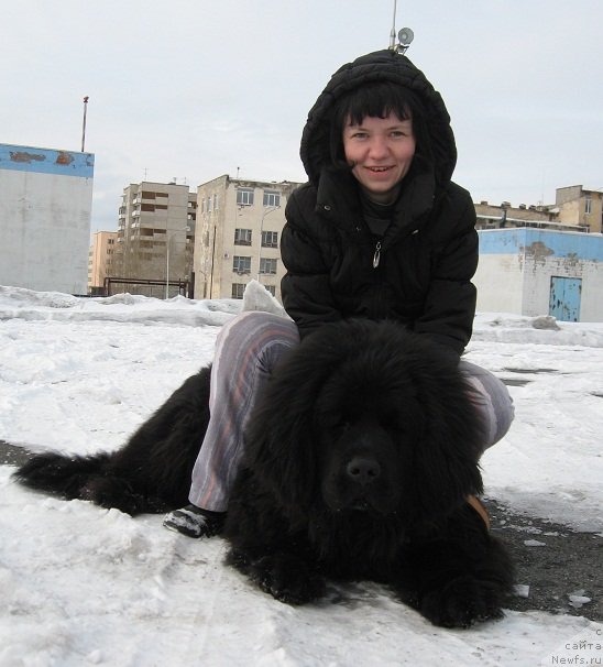 Фото: ньюфаундленд Их Высочество Вангеликс Май Фаворит