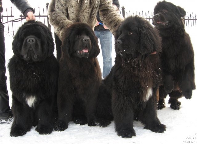 Фото: ньюфаундленд King of Helluland I'm Precious, ньюфаундленд Их Высочество Гиацинта Бриз, ньюфаундленд Их Высочество Вангеликс Май Фаворит, ньюфаундленд Ньюфорт Магия Любви