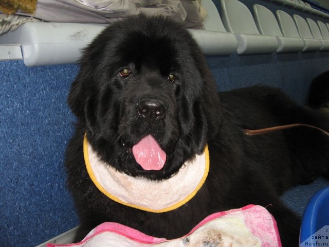 Фото: ньюфаундленд Их Высочество Гиацинта Бриз