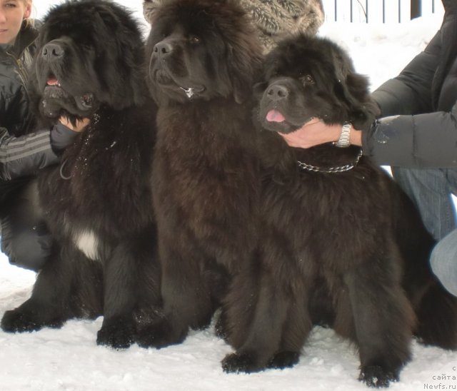 Фото: ньюфаундленд King of Helluland I'm Precious, ньюфаундленд Их Высочество Гиацинта Бриз, ньюфаундленд Ньюфорт Магия Любви