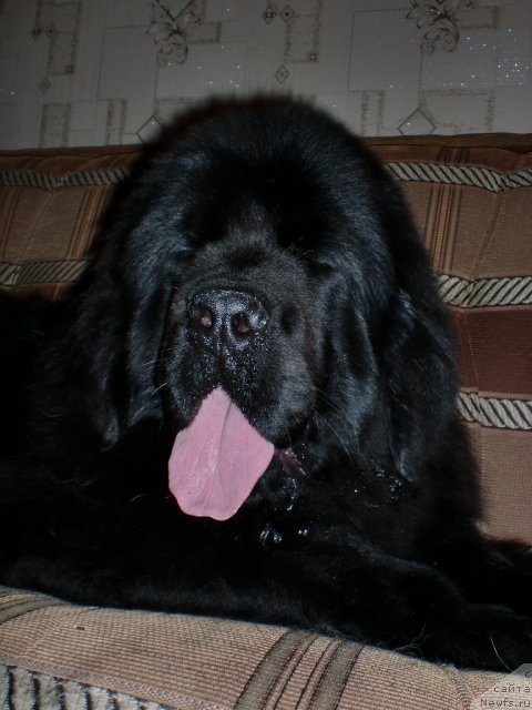 Фото: ньюфаундленд Их Высочество Гиацинта Бриз